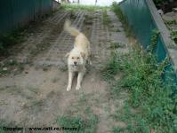 Imagine atasata: Bega - 2015.06.19 - 17.jpg